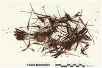 藏品(小金髮苔屬)的圖片